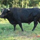 제주 흑우 이미지