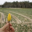 당사자는 불운, 주민은 축복...신안 임자도