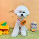 김채안퍼피살롱 이미지