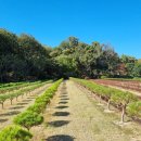 양지-3549 이미지