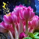 하얀노을 이미지