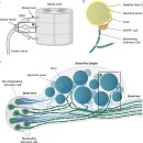 Re: 위성 교세포(Satellite glia) 구조와 기능 ..neuron-SGC unit --＞ 병들면 ? 최신논문 이미지