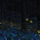 반딧불이 이미지