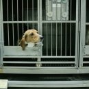 개에게 농약 먹이는 한국 정부 이미지