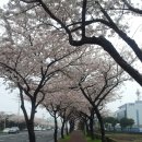 벚꽃길민박 이미지