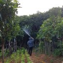 선녀농장 이미지