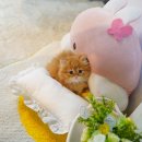 왕십리 고양이 위너펫 24시 | ♡ 먼치킨 숏레그 가정분양 위너펫 최강 귀요미 먼치킨 왕십리 강남 잠실 ♡