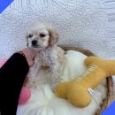 버디독 강아지분양 안심분양센터 시흥점 이미지