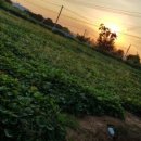 포승농장 이미지