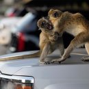 CW-2176-01 이미지