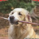 언니도그 이미지