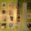 황제쑥뜸기 이미지