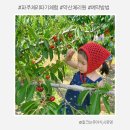 파주 약산체리원 당일 예약 방법 재방문 에이드 솜사탕 만들기