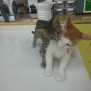 세븐메디컬 이미지