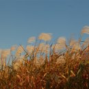 한대앞역 1번출구 농수산물 맞은편 주차장 | 2025 서울 하늘공원 억새축제 미리 다녀왔어요 🌾 맹꽁이열차·주차 꿀팁까지