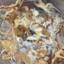 2대교 슈퍼낚시 | 코바 라이트 딥스풀 내돈내산 구매 후기 │ 쭈꾸미·광어 선상낚시용 릴 어떨까