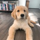 이웃집 댕댕이 이미지