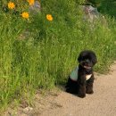 쌀강아지 이미지