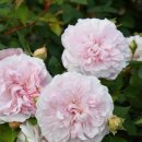 메이드 인 헤븐(Made in heaven) 이미지