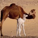 세계의 명소와 풍물 55 - 인도, 푸 쉬르(Pushkar) 낙타 축제...........발.........풍경 이미지 이미지