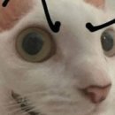 심해 | 프로젝트 후기 : 심해로 갈꼬양 🐟🐈