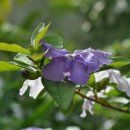 안산 식물원 이미지