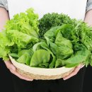 샐러드요 이미지