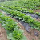 엄마네농장 이미지