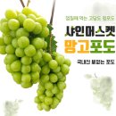 요즘 과일 좋아하는 사람들 사이에서 엄청 인기 많은 청포도 ‘샤인머스켓’.jpg 이미지