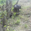 초야농장 이미지