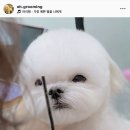 웰니스 펫뷰티 이미지