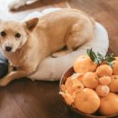 작은행복민박 이미지