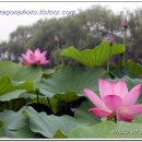 연꽃향기 이미지
