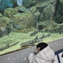 치악민속박물관(휴관) | 아기들 데리고 가 볼만한 곳(안산어촌민속박물관, 탄도항중화요리, C27다운타운전곡점)