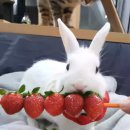 딸기 꼭지 따주는 토끼.ytb 이미지