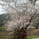 화개십리벚꽃길 이미지