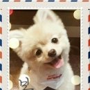 퍼피스캔들 네이버블로그