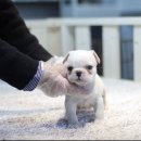 왕자볼트 이미지