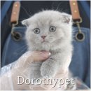 천안 고양이분양 도로시펫 이미지