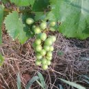 임피농장 이미지