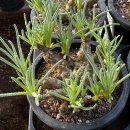 아마빌리스 이미지