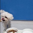 (주)더펫코리아