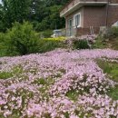 분홍 농장 이미지