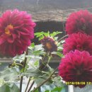 우정장어 이미지