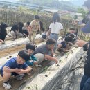 관호초교 경북매일
