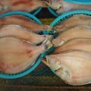 동해진미참가자미 이미지