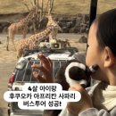 곰고개식당 | 후쿠오카 아프리칸 사파리 버스투어 후기｜4살 아이랑 가기 좋은 인타임투어 일정 총정리