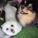 우리아이유치원 | 우리 아이가 달라졌어요! 창원애견유치원 솔직 이용 후기