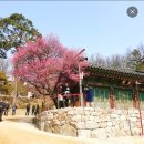 355차역탐 개강 봉은사 이미지