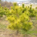 황금소나무농원 이미지